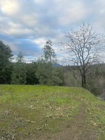 a view of field with large trees