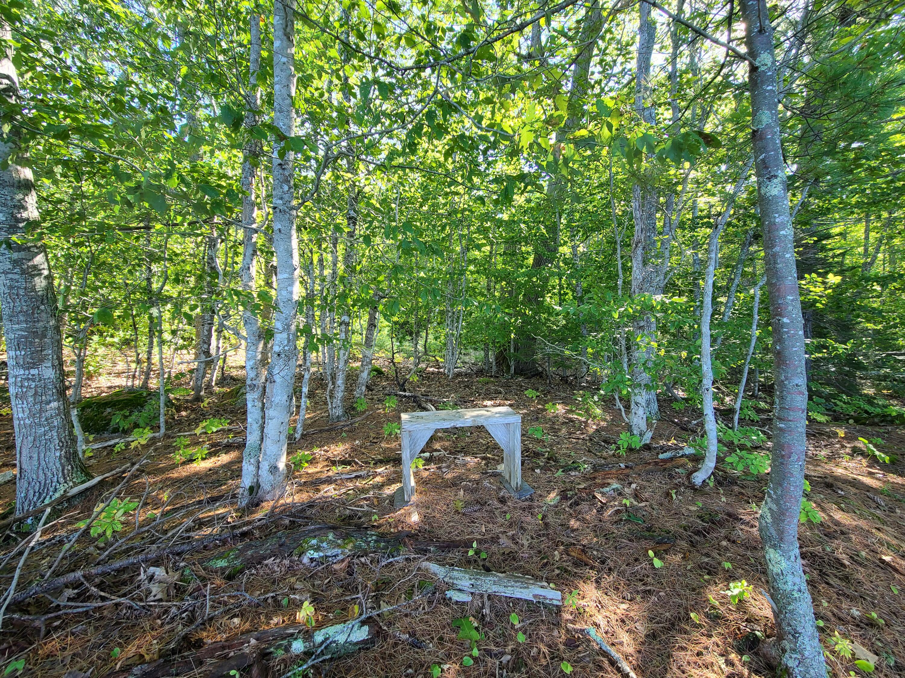 112 John Nute Road Penobscot, ME 04476 - Photo 56 of 58 Clearing Near Water