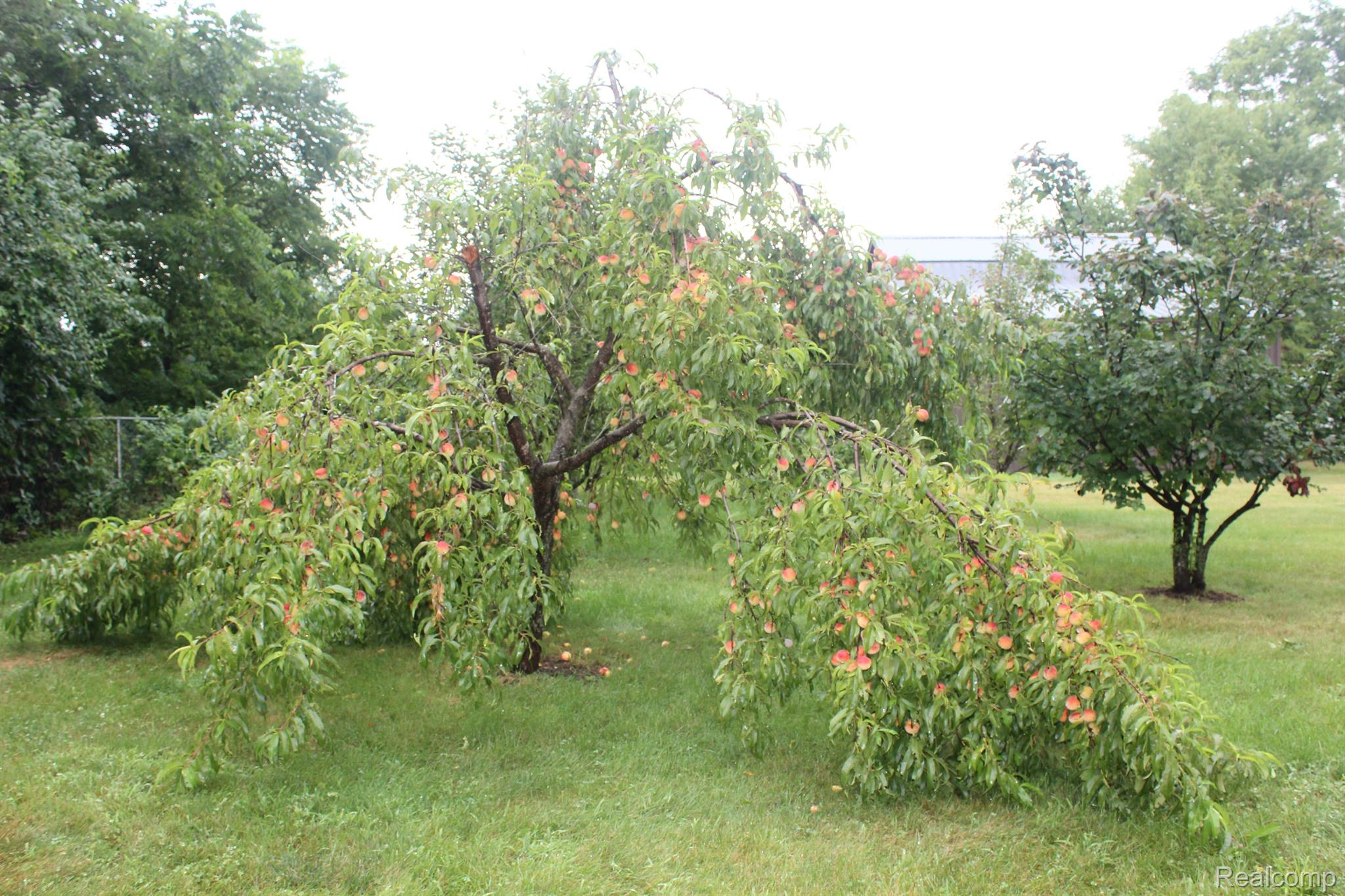 5691 Dexter-Pinckney Road Dexter, MI 48130 - Photo 30 of 34 Peach and pear trees