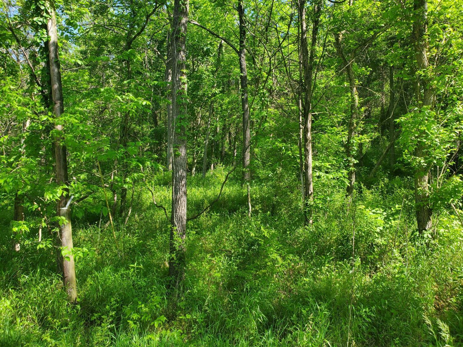 0 Plum Creek Road Vevay, IN 47043 - Photo 3 of 13 Gallery Image 3