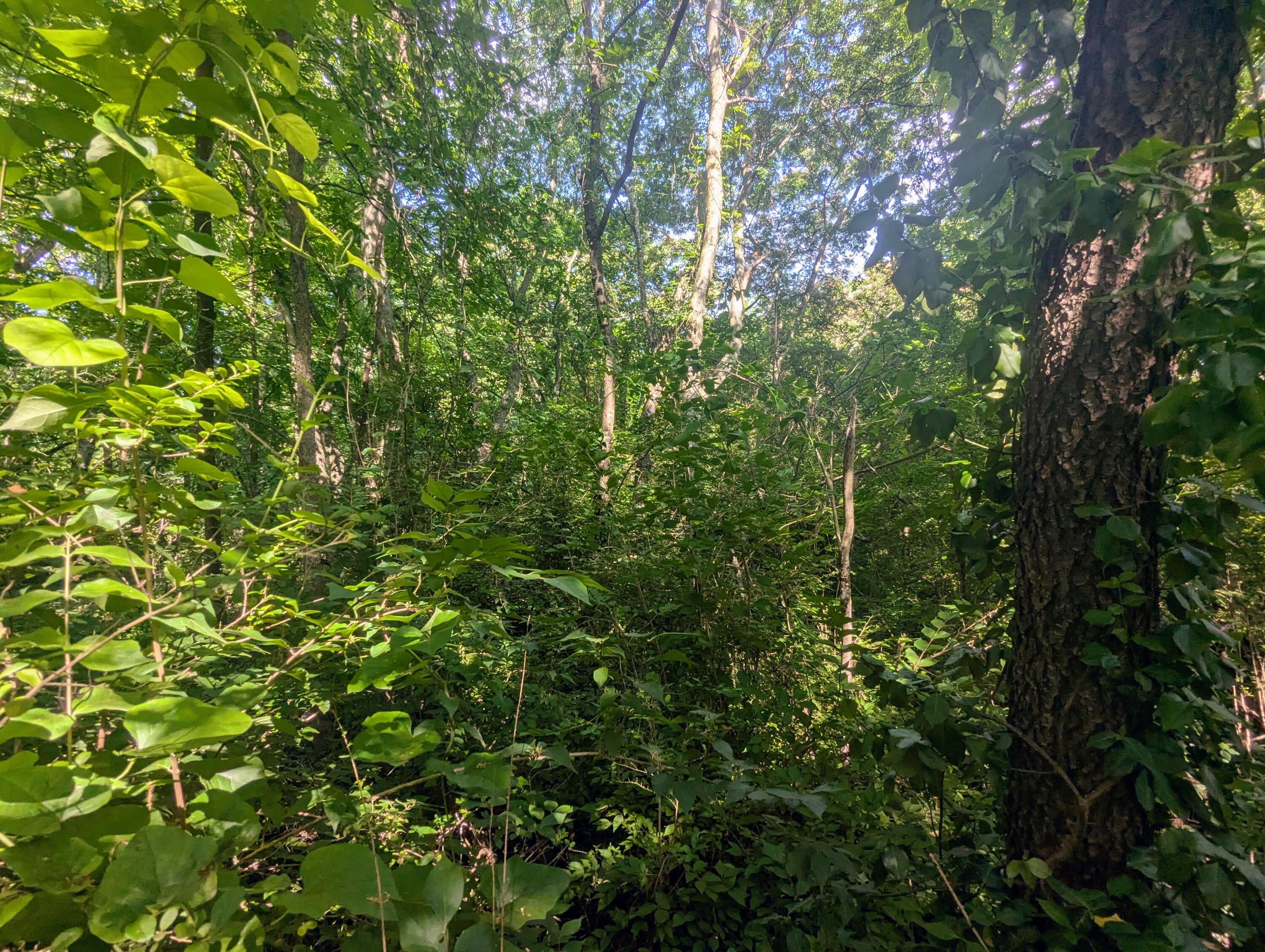 0 County Road 493 Road Etowah, TN 37331 - Photo 3 of 6 PXL_20250616_211320198