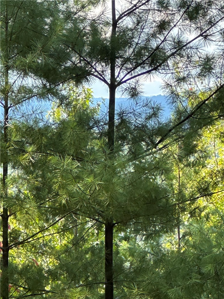 318 Ginseng Drive Sunset, SC 29685 - Photo 8 of 19