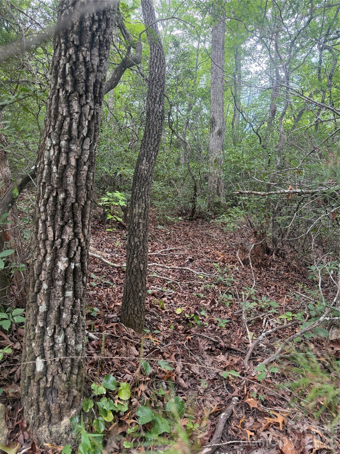 6 Dobsons Knob Loop Road Marion, NC 28752 - Photo 4 of 14