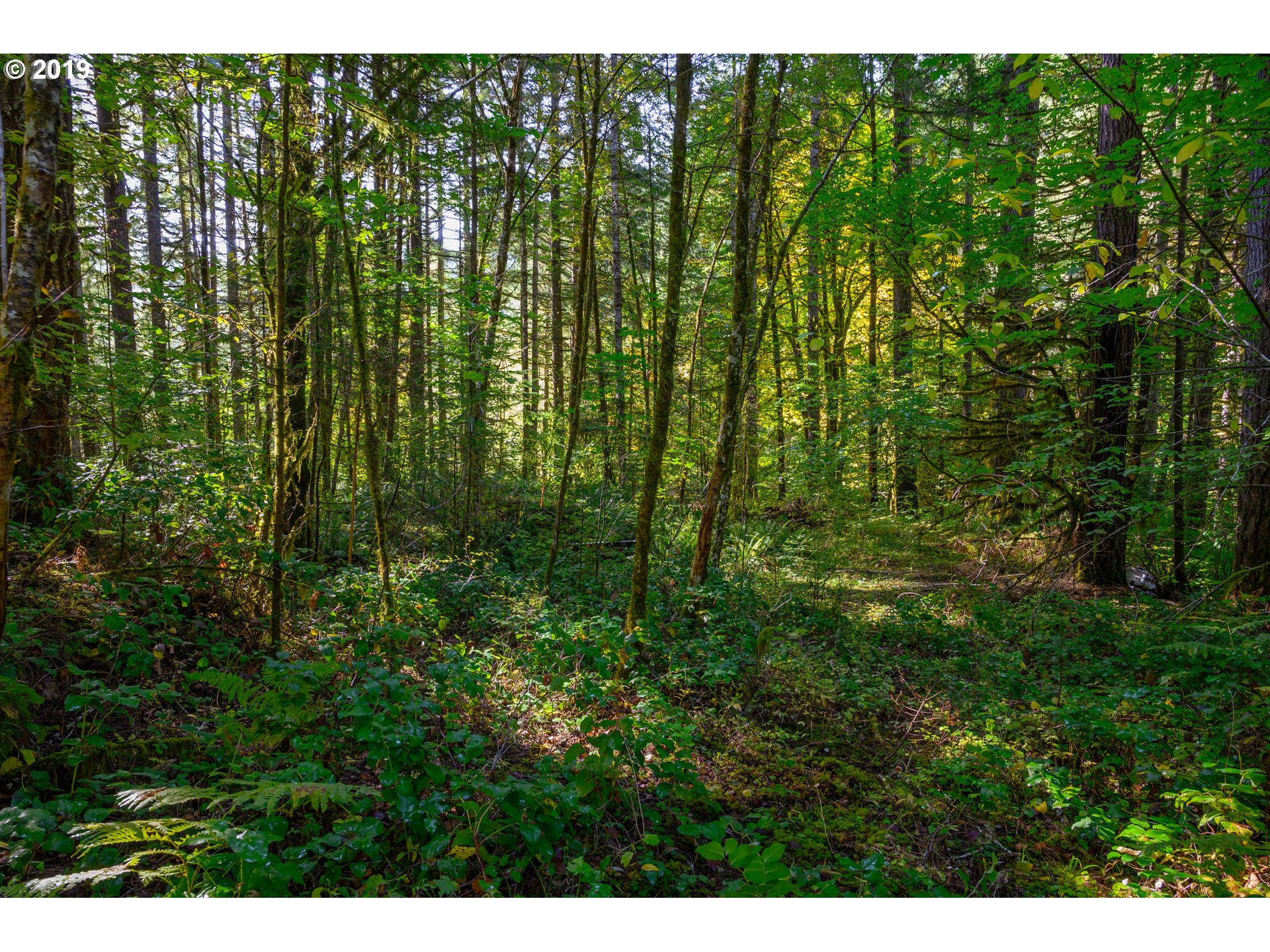 0 Gilbert Creek Road Willamina, OR 97396 - Photo 2 of 26 Gallery Image 2