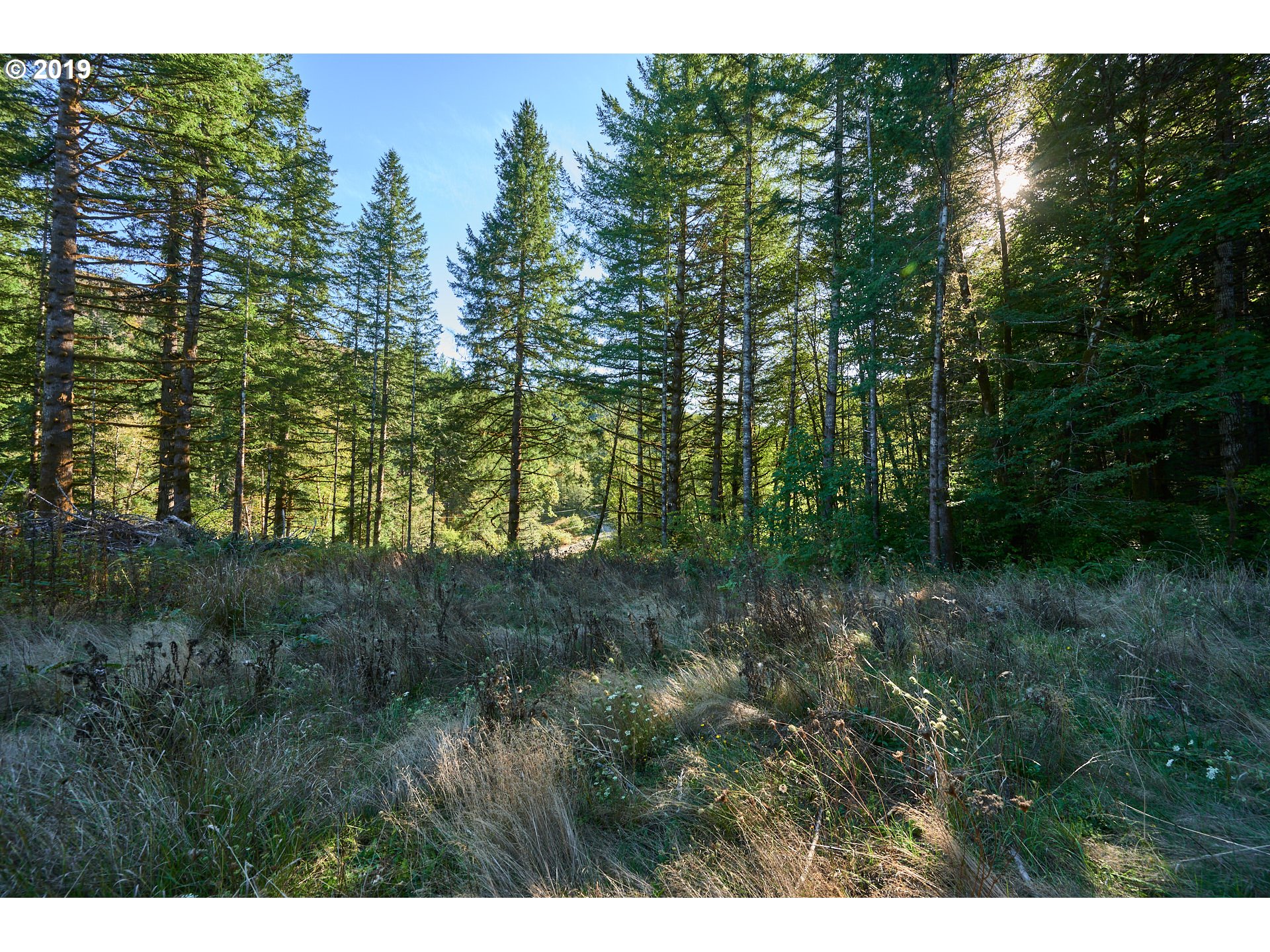 0 Gilbert Creek Road Willamina, OR 97396 - Photo 14 of 26 Gallery Image 14