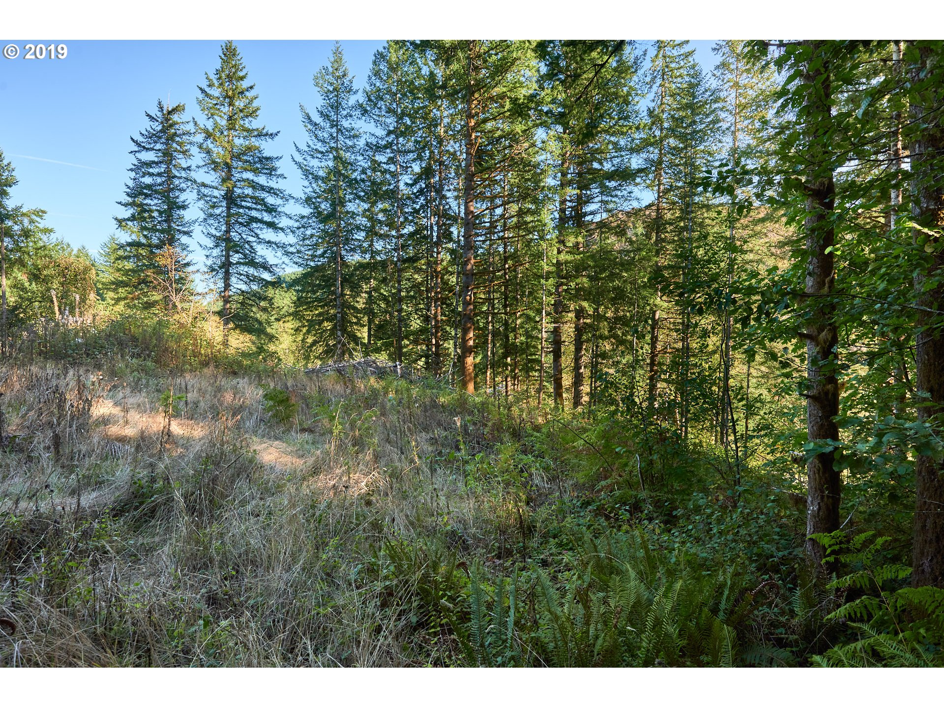 0 Gilbert Creek Road Willamina, OR 97396 - Photo 15 of 26 Gallery Image 15