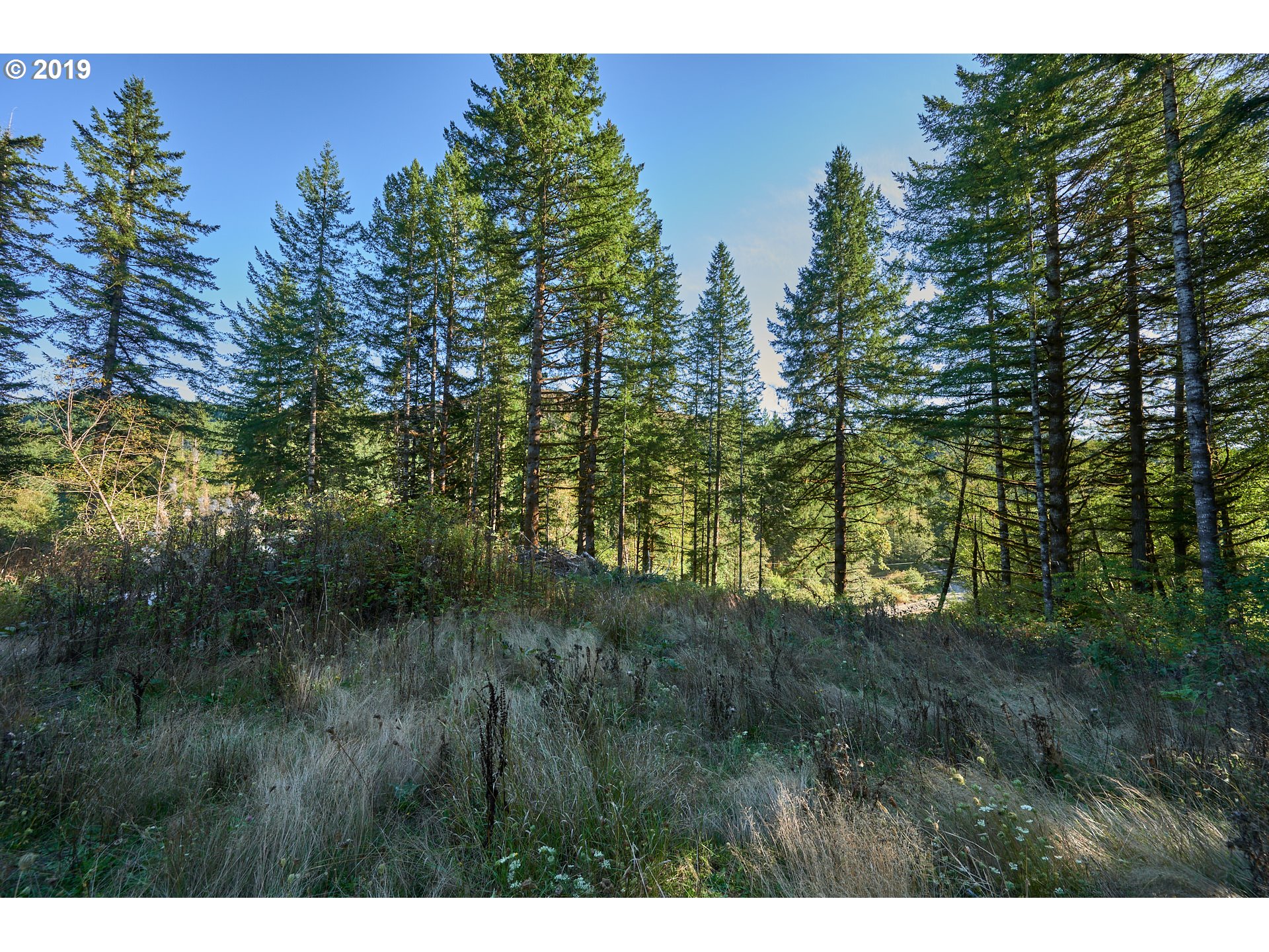 0 Gilbert Creek Road Willamina, OR 97396 - Photo 17 of 26 Gallery Image 17