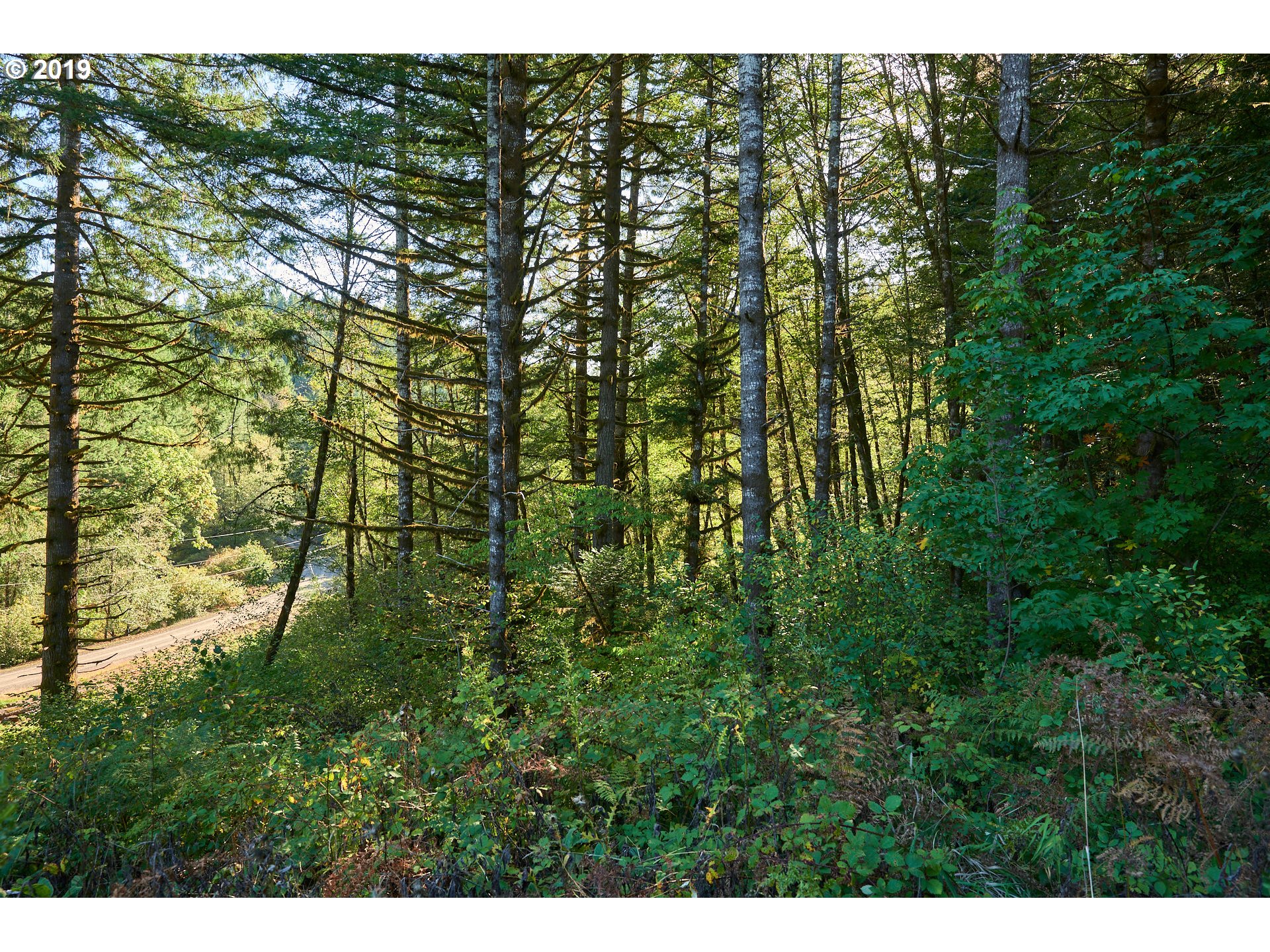 0 Gilbert Creek Road Willamina, OR 97396 - Photo 18 of 26 Gallery Image 18