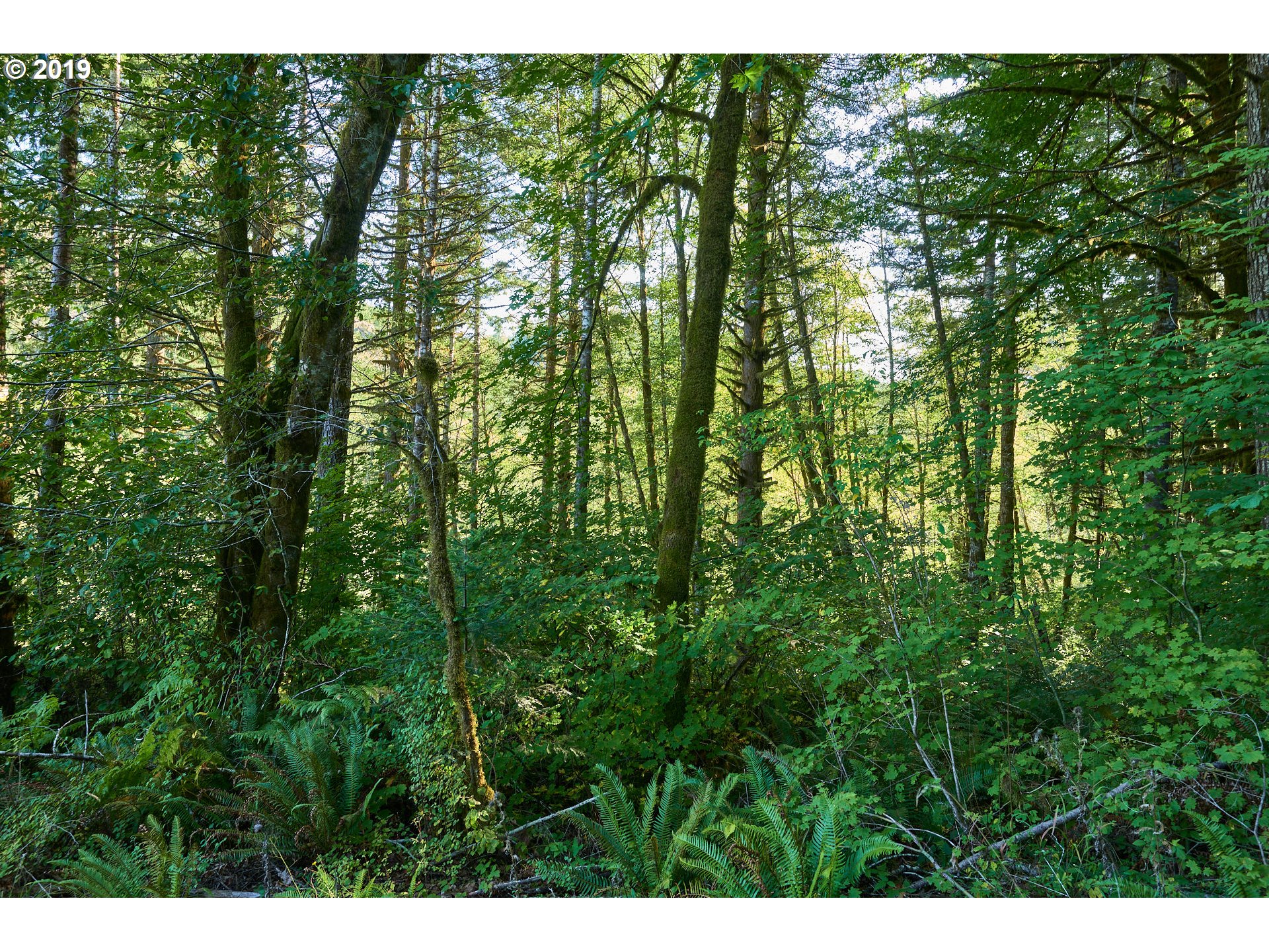 0 Gilbert Creek Road Willamina, OR 97396 - Photo 19 of 26 Gallery Image 19