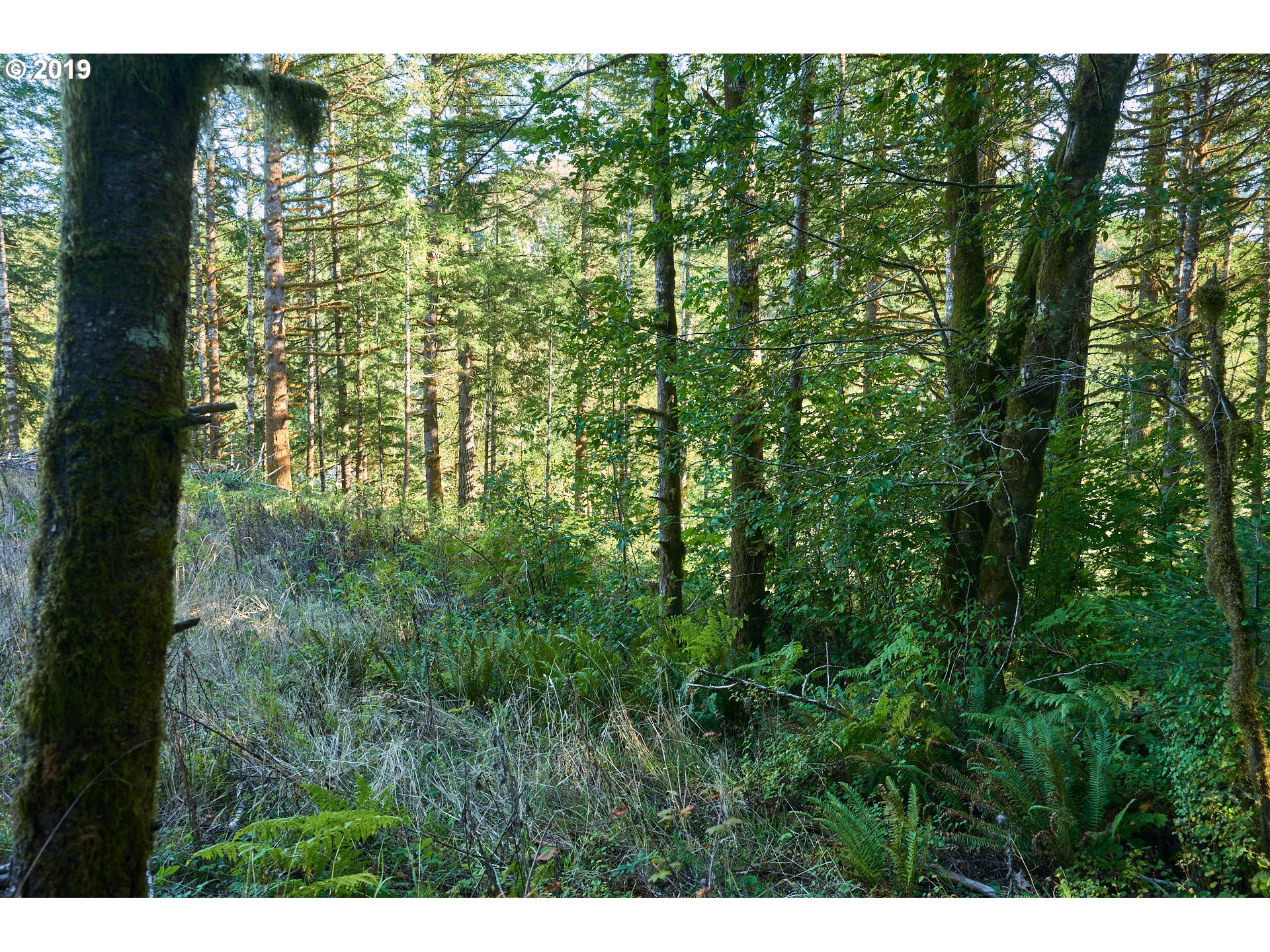 0 Gilbert Creek Road Willamina, OR 97396 - Photo 20 of 26 Gallery Image 20