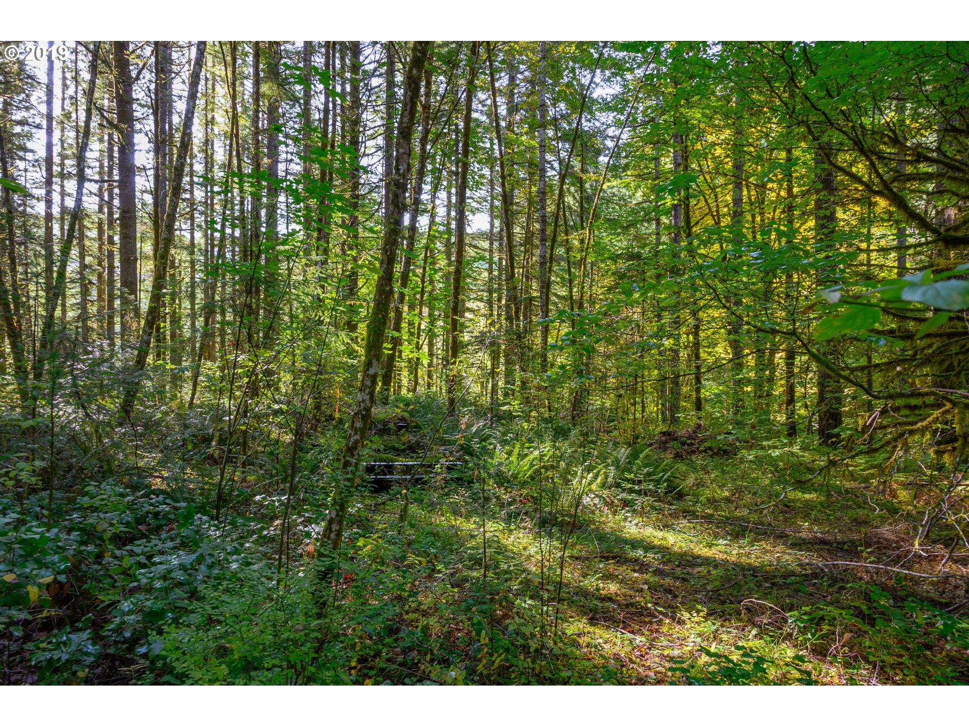 0 Gilbert Creek Road Willamina, OR 97396 - Photo 3 of 26 Gallery Image 3