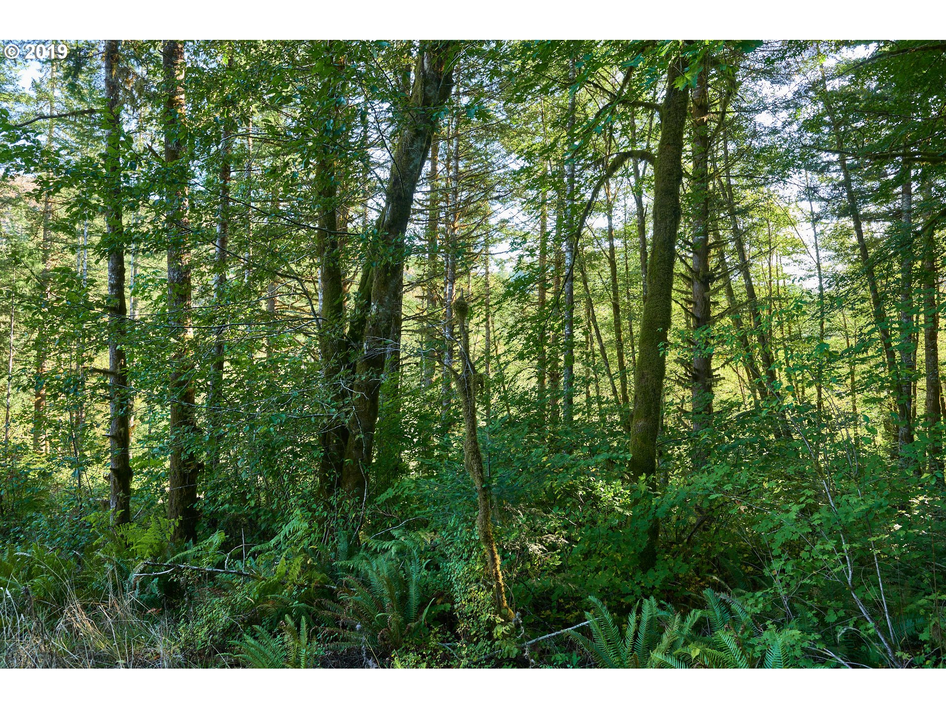 0 Gilbert Creek Road Willamina, OR 97396 - Photo 21 of 26 Gallery Image 21