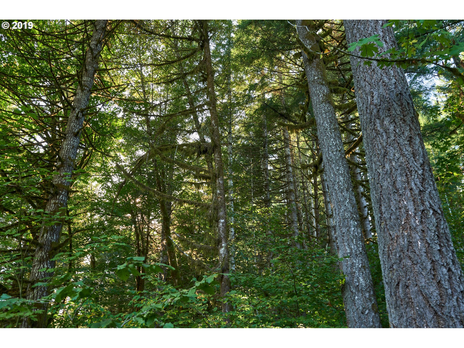0 Gilbert Creek Road Willamina, OR 97396 - Photo 22 of 26 Gallery Image 22