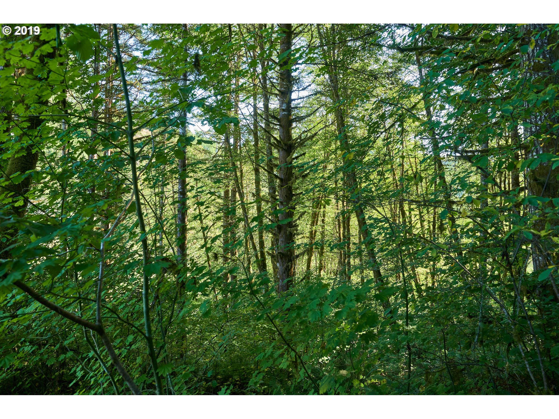 0 Gilbert Creek Road Willamina, OR 97396 - Photo 23 of 26 Gallery Image 23