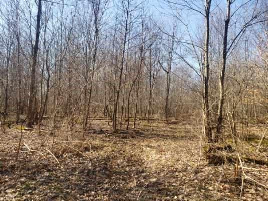 0 Pilgram Road Hadley, PA 16130 - Photo 2 of 5 a view of outdoor space with trees