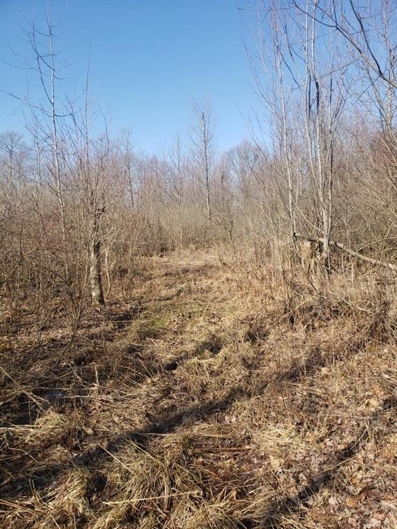 0 Pilgram Road Hadley, PA 16130 - Photo 3 of 5 a view of a dry yard
