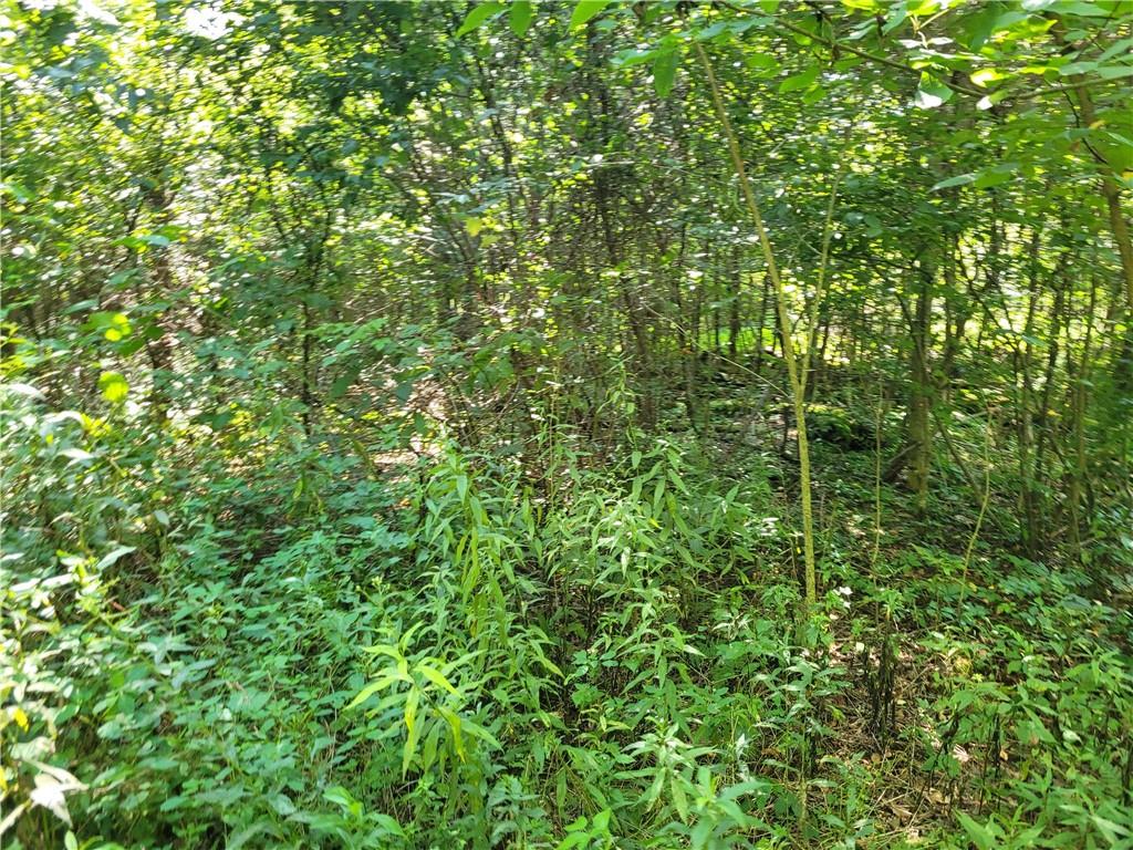 0 Pilgram Road Hadley, PA 16130 - Photo 4 of 5 a view of a lush green forest