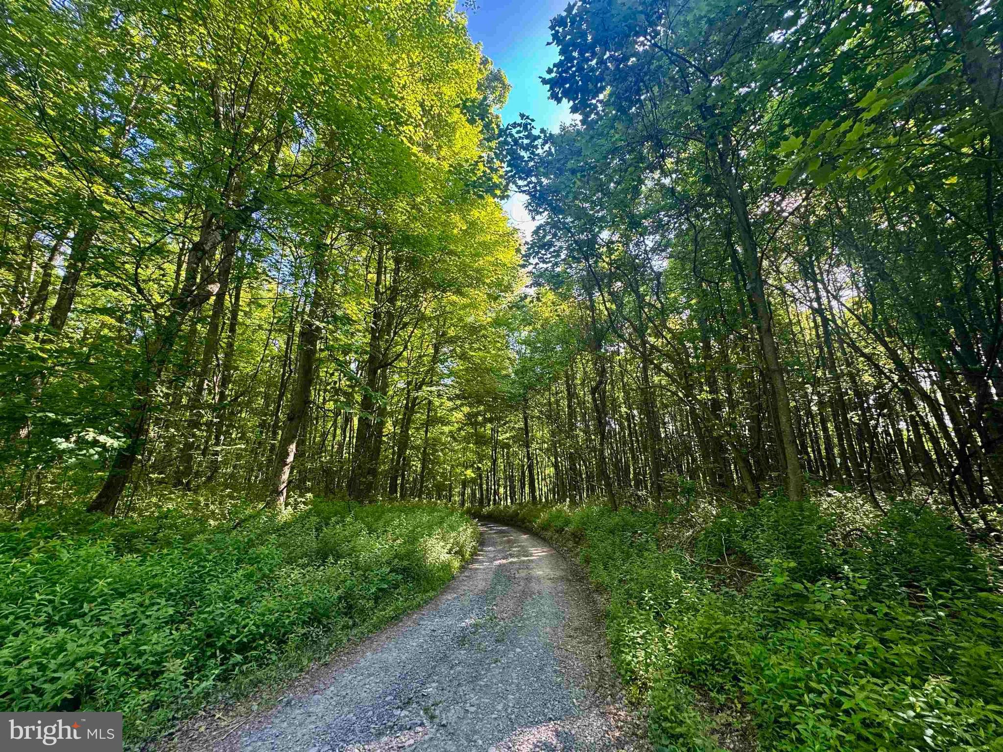 Tbd Calvert Shaver Road Rowlesburg, WV 26425 - Photo 4 of 39