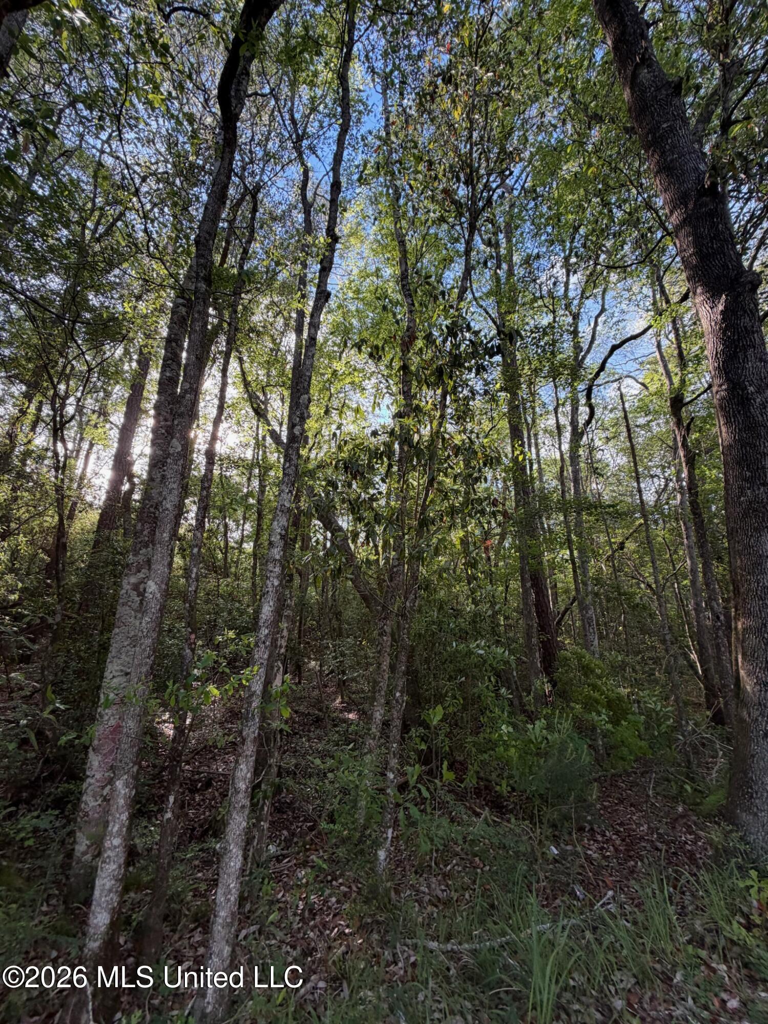 State Line Road Moss Point, MS 39562 - Photo 5 of 6 IMG_0855
