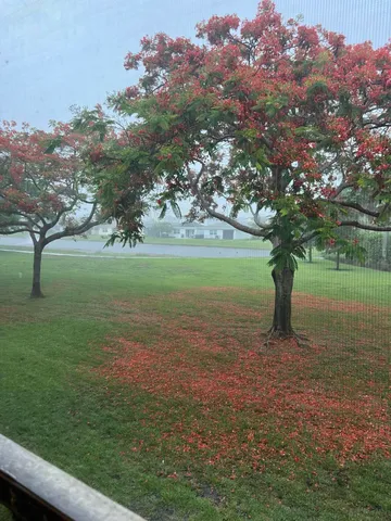 a view of a park with palm trees