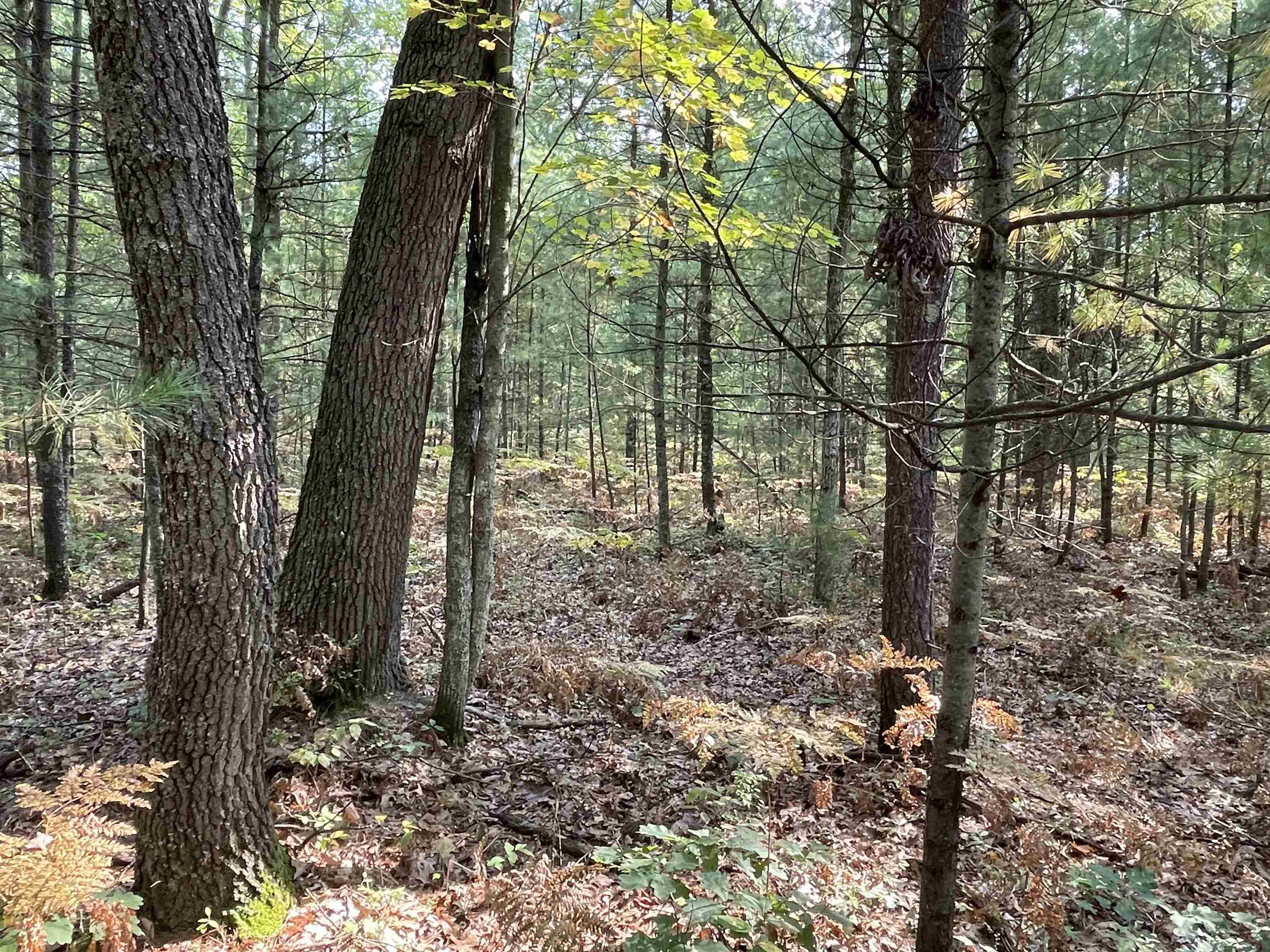 0 Koenig Road, Unit FREESOIL TOWNSHIP Free Soil, MI 49411 - Photo 3 of 11