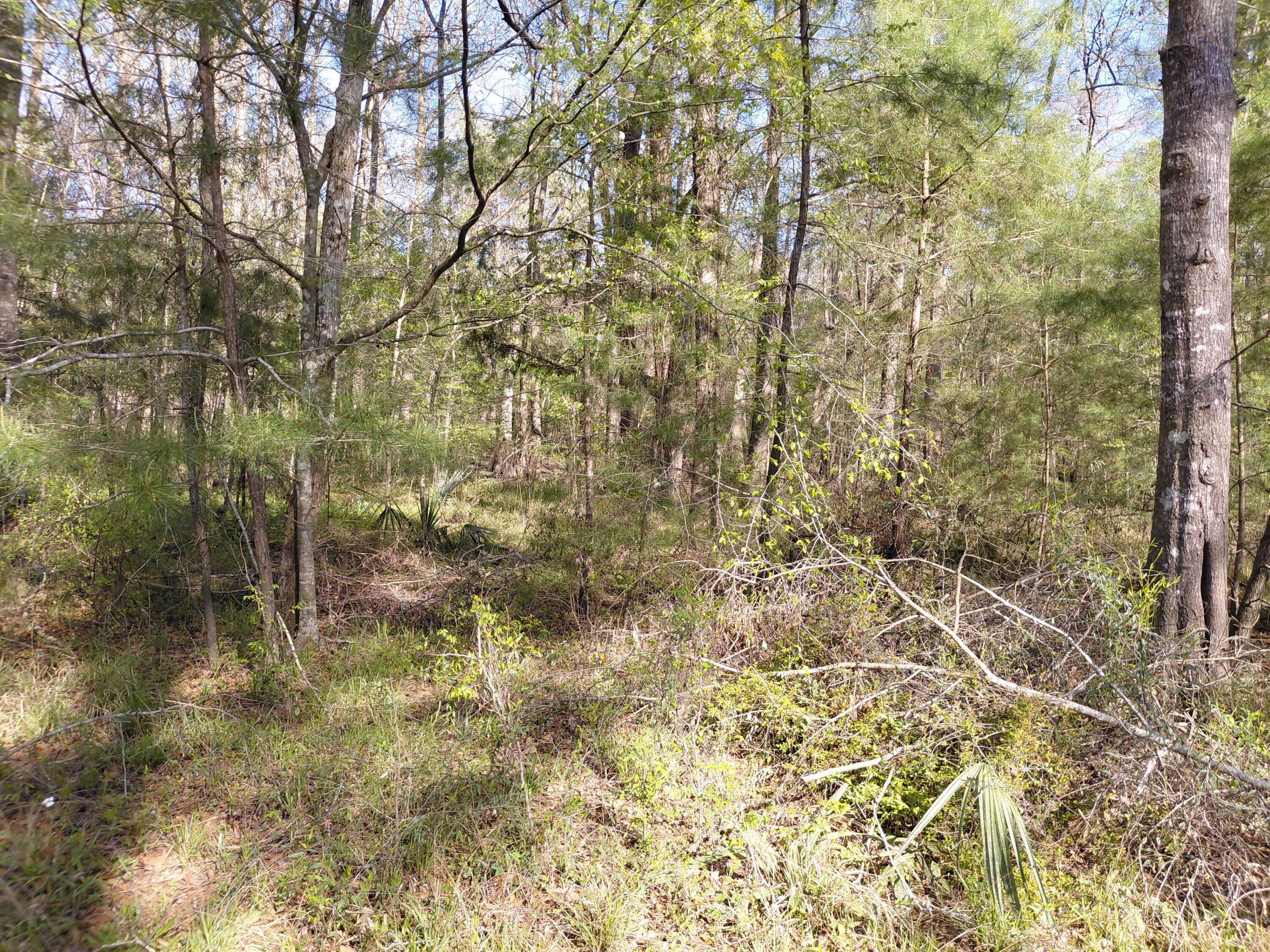 Lot 2-3 Gator Cove Ridgeville, SC 29472 - Photo 2 of 5 2560