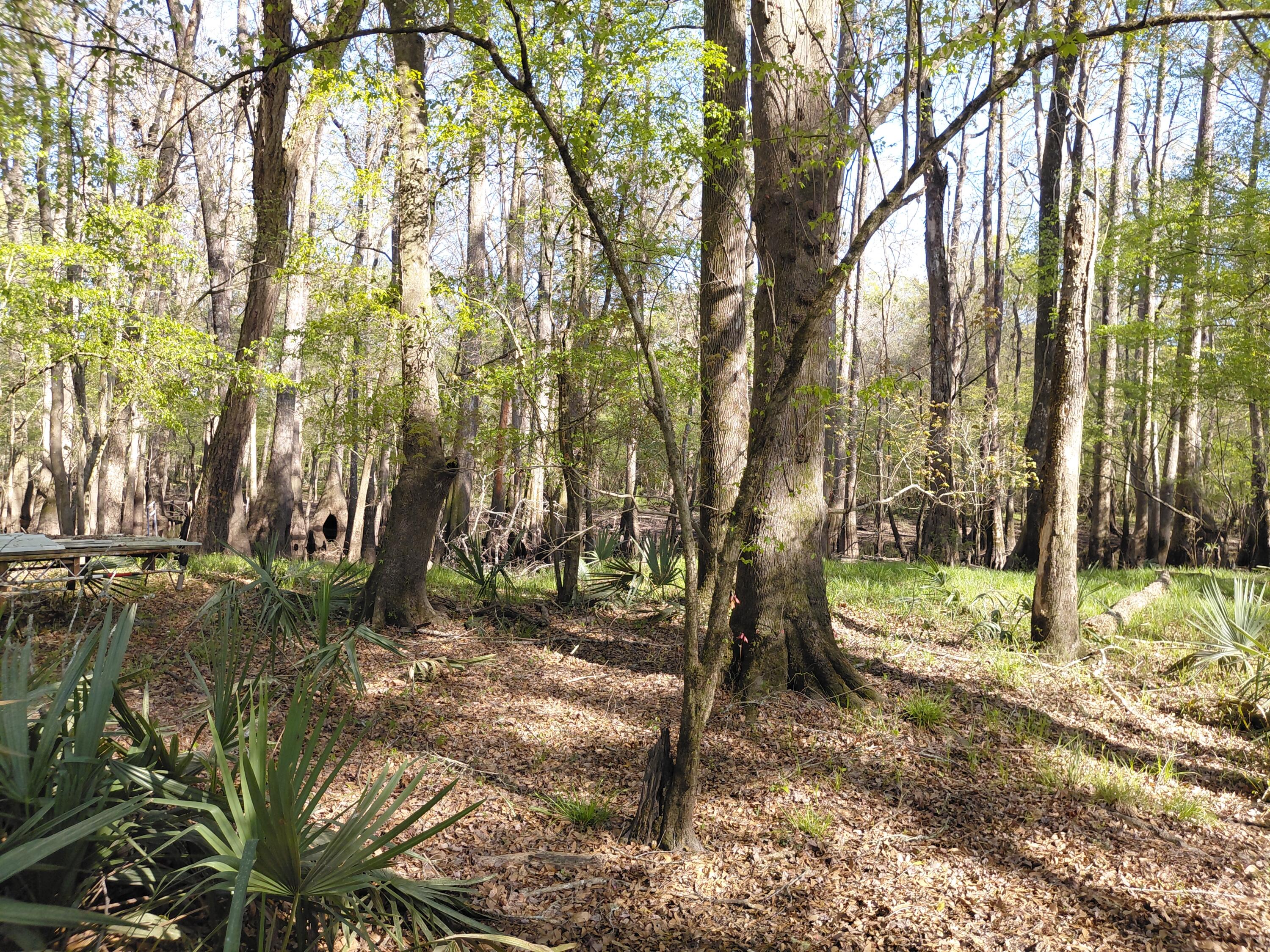 Lot 2-3 Gator Cove Ridgeville, SC 29472 - Photo 3 of 5 2561