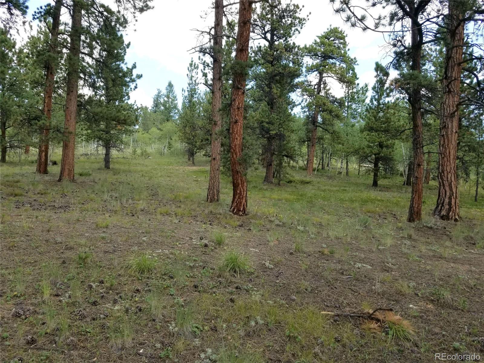 165 Baker Road Bailey, CO 80421 - Photo 12 of 20 a view of a forest with trees in the background