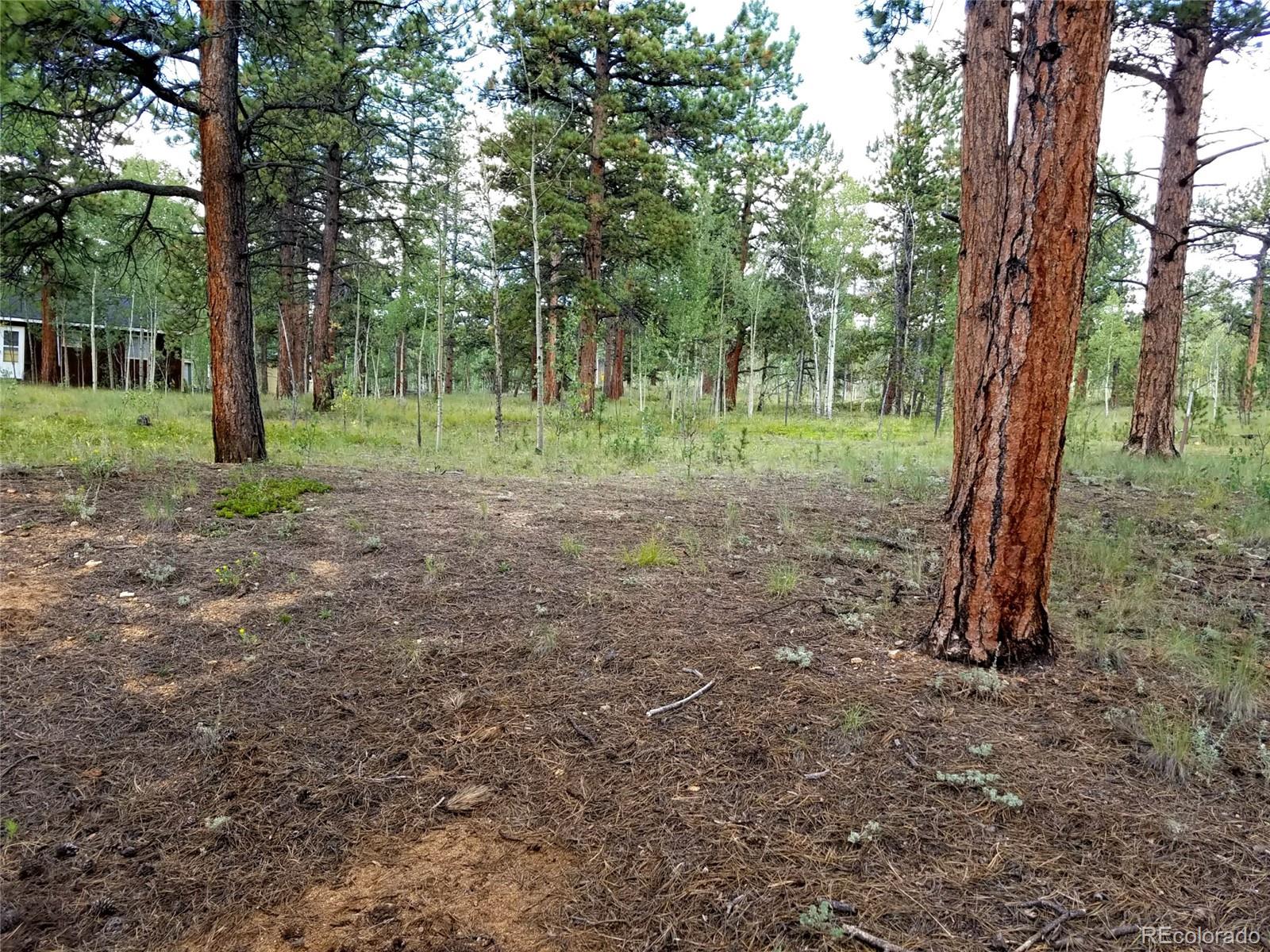 165 Baker Road Bailey, CO 80421 - Photo 14 of 20 a view of a forest with trees in the background