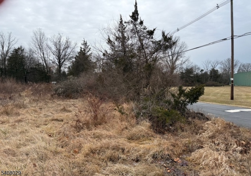 23 Coddington Road Whitehouse Station, NJ 08889 - Photo 2 of 7 a view of a yard with a tree