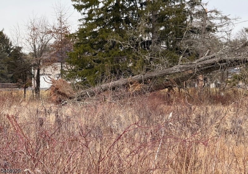 23 Coddington Road Whitehouse Station, NJ 08889 - Photo 6 of 7 a view of a forest with lots of trees