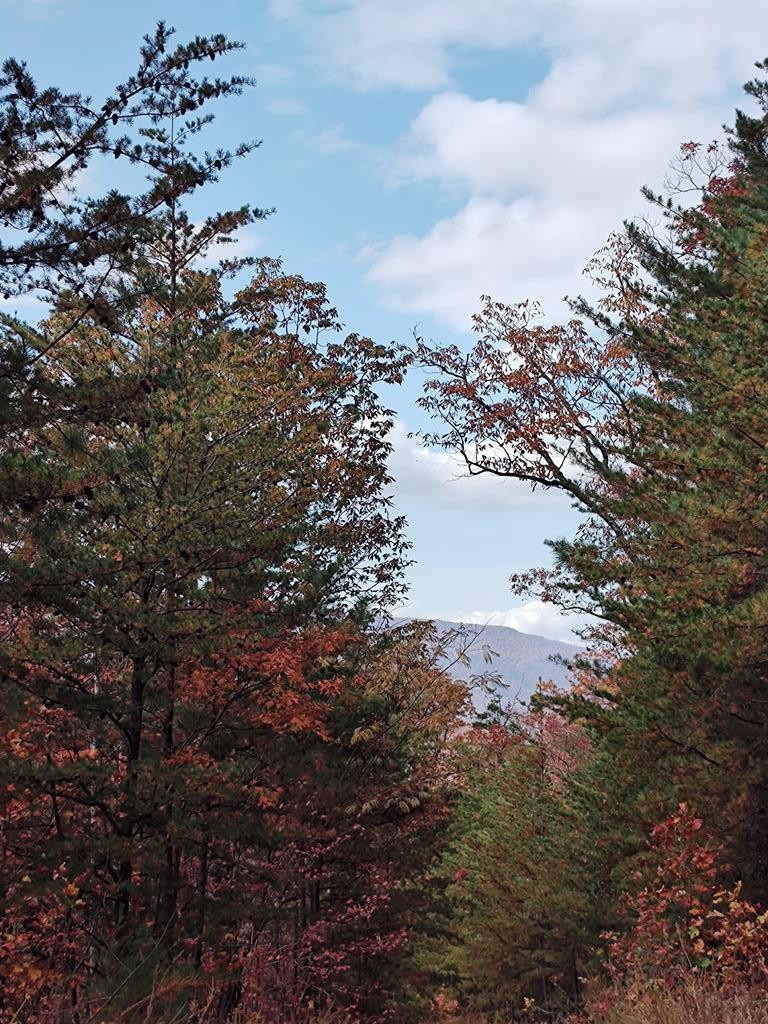 0 Green Forest Road Cosby, TN 37722 - Photo 15 of 35