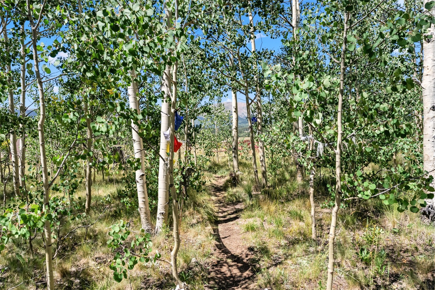 228 Glacier Ridge Road Alma, CO 80420 - Photo 21 of 50 a view of a tree