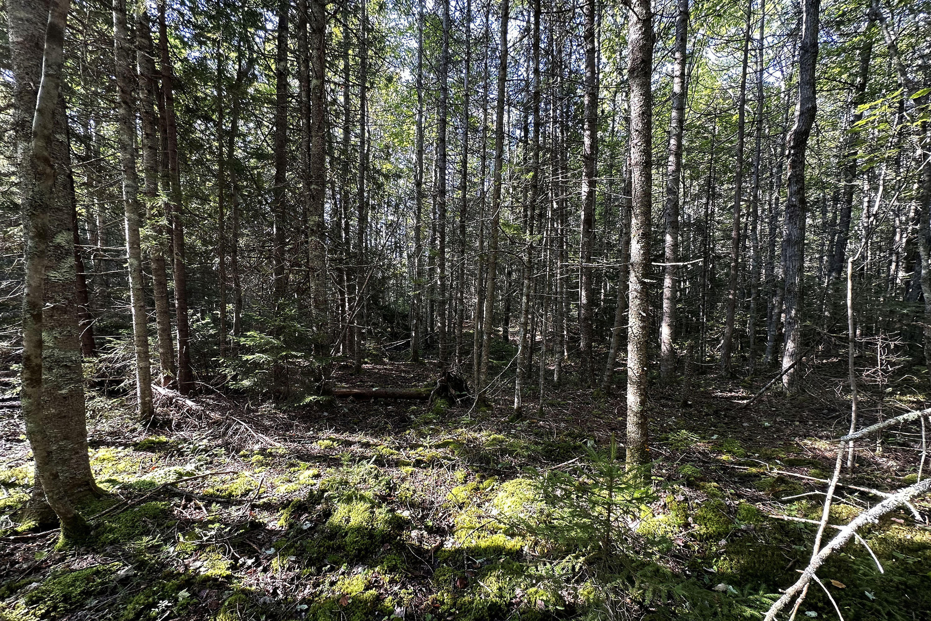 0 Cross Road Sedgwick, ME 04676 - Photo 2 of 24