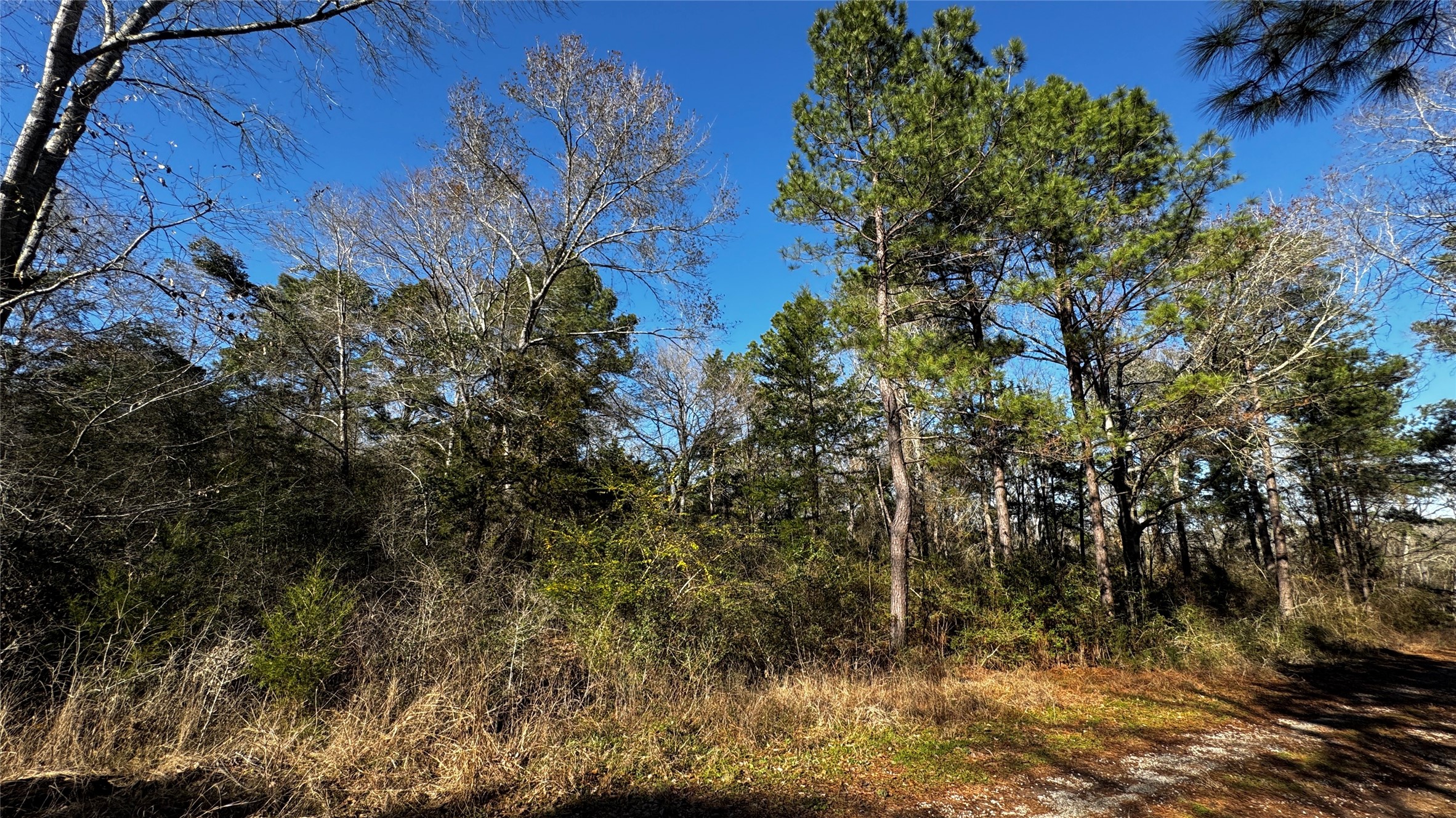 Tbd Buck Lane Hempstead, TX 77445 - Photo 7 of 9 Beautiful 1/3+ Acre Corner Lot with mature trees and sloping landscape, 2 road front access, surrounded by beautiful custom homes