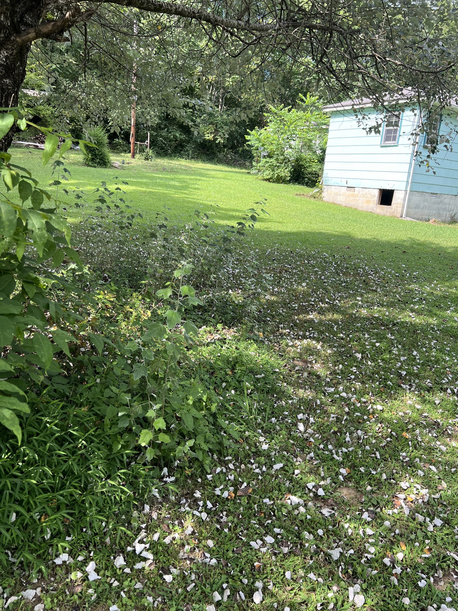 512 Main Street Baxter, TN 38544 - Photo 21 of 24 a view of a green field with plants
