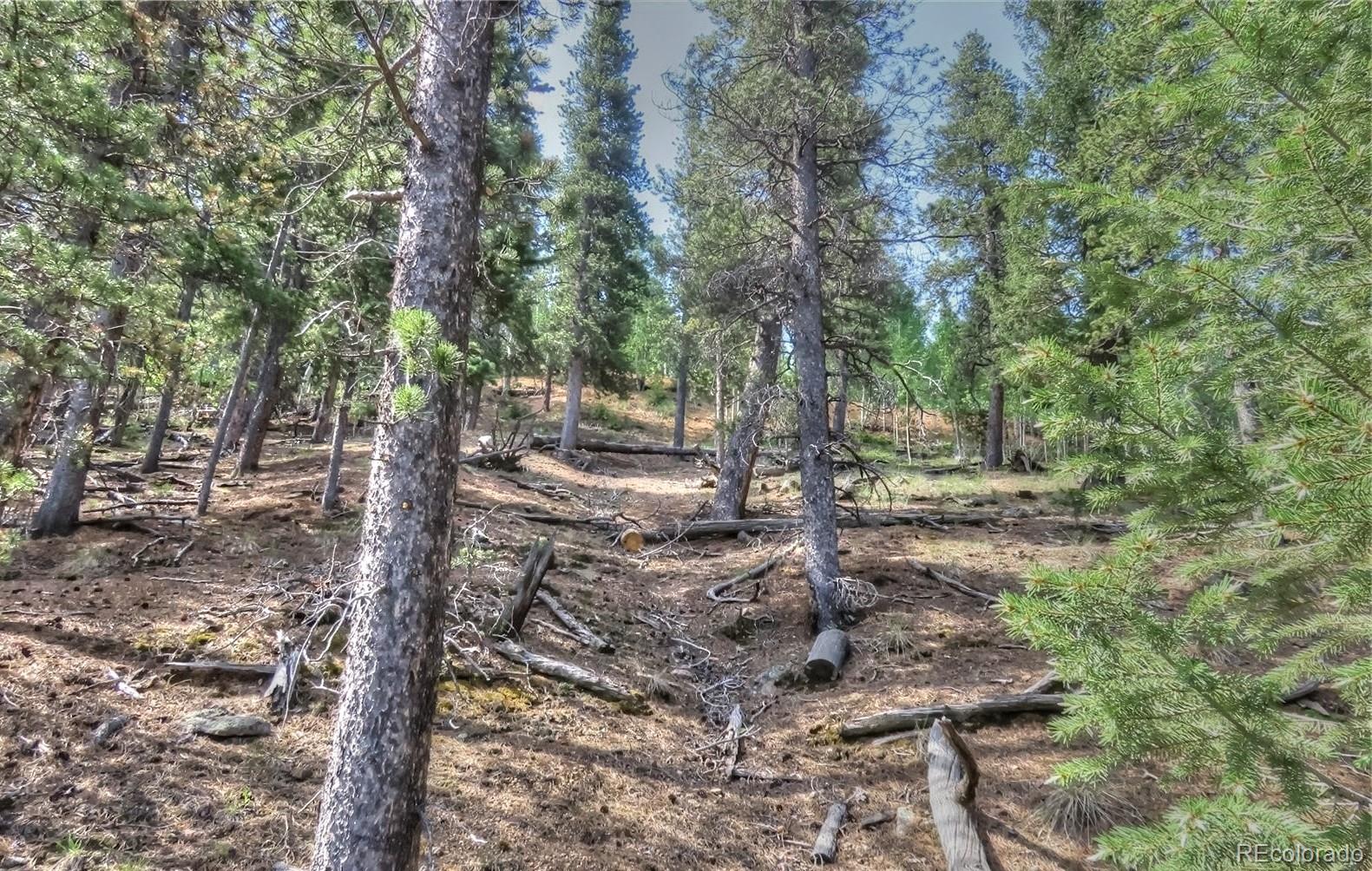 233 Renaud Road Bailey, CO 80421 - Photo 9 of 12 a view of a forest filled with trees