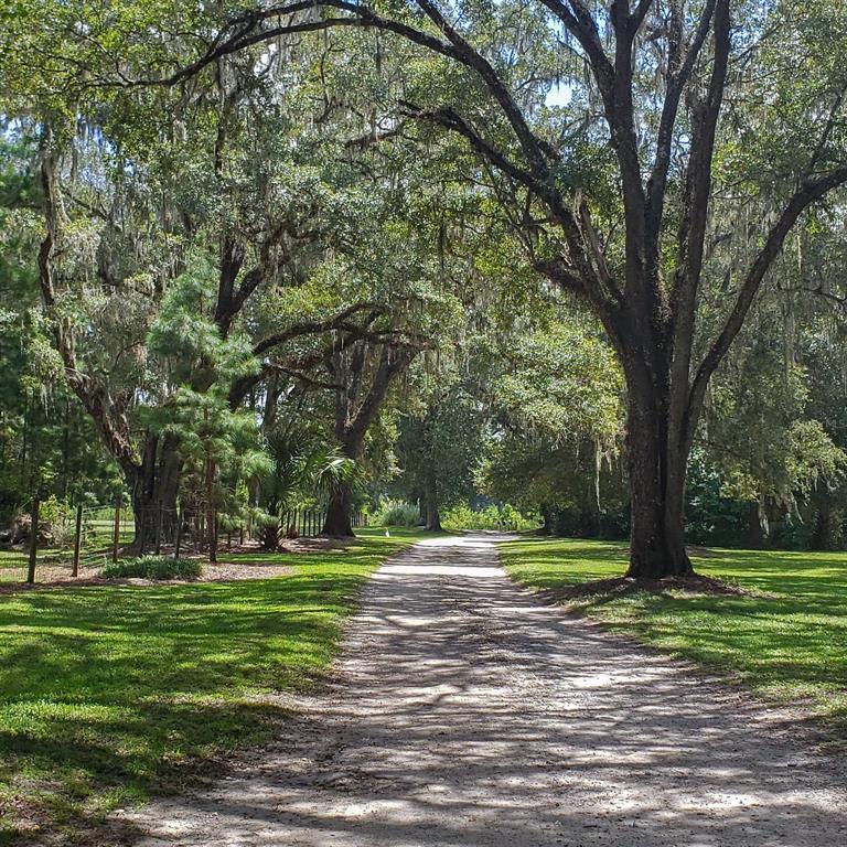 Northwest 115th Avenue Reddick, FL 32686 - Photo 3 of 7 a big yard with lots of trees