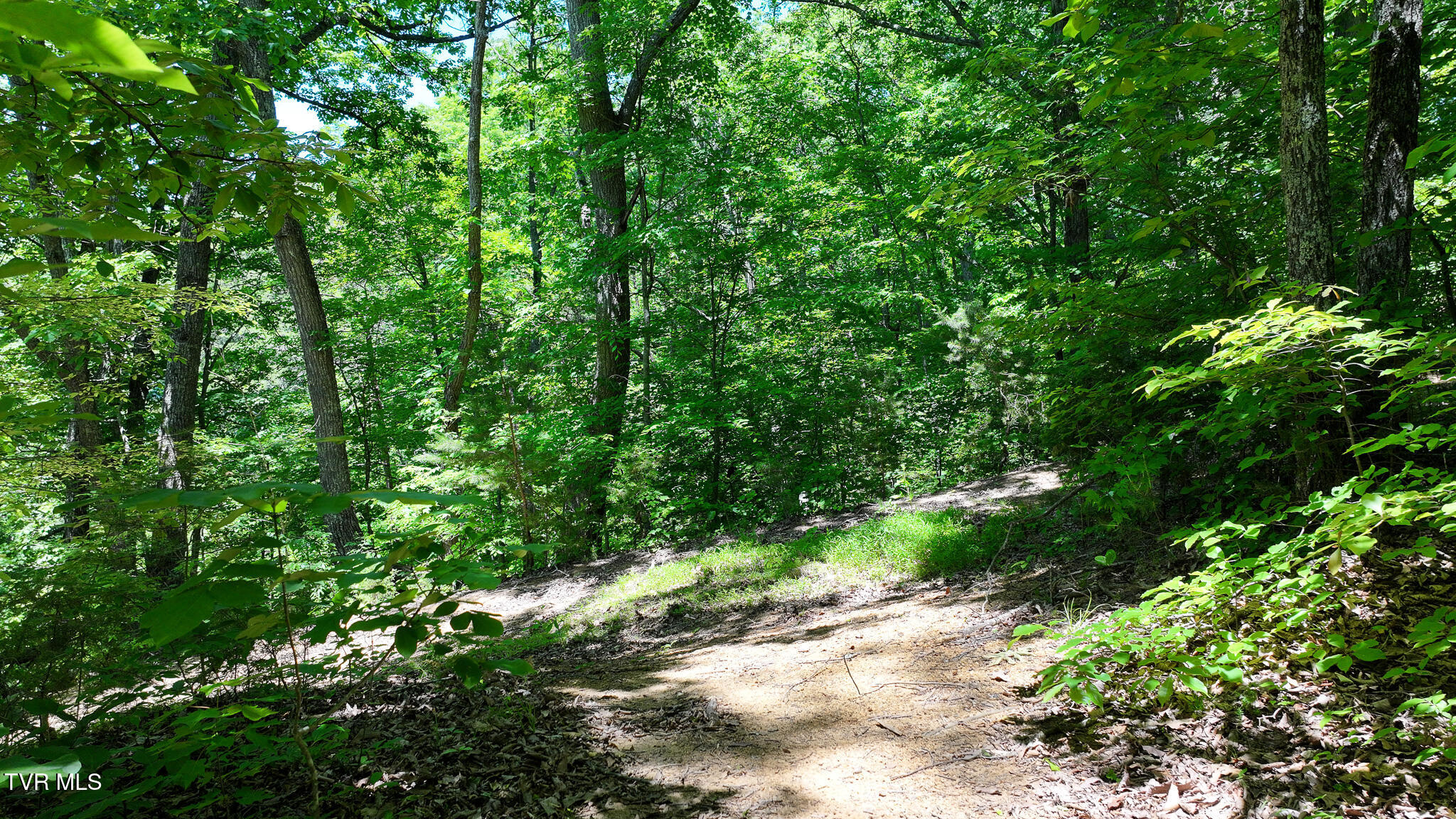 1475 Davis Valley Road Afton, TN 37616 - Photo 35 of 67 35