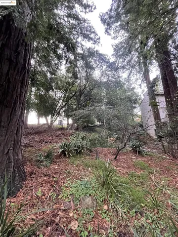 a view of a yard with plants and trees