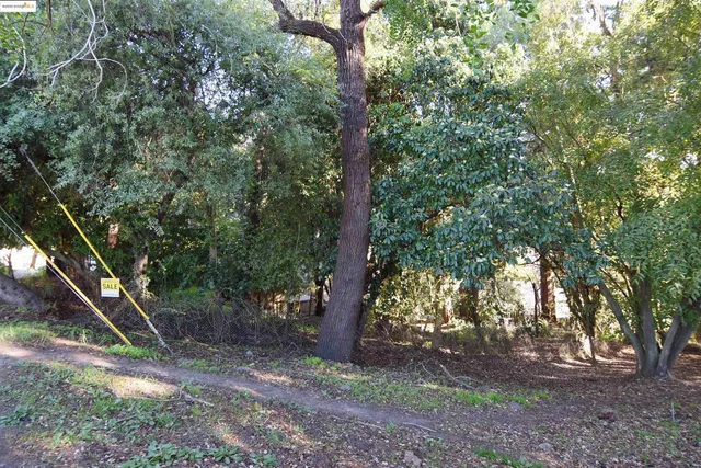 a view of a forest with trees