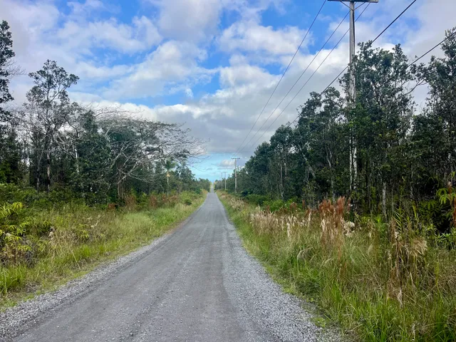 a view of a bunch of trees and bushes