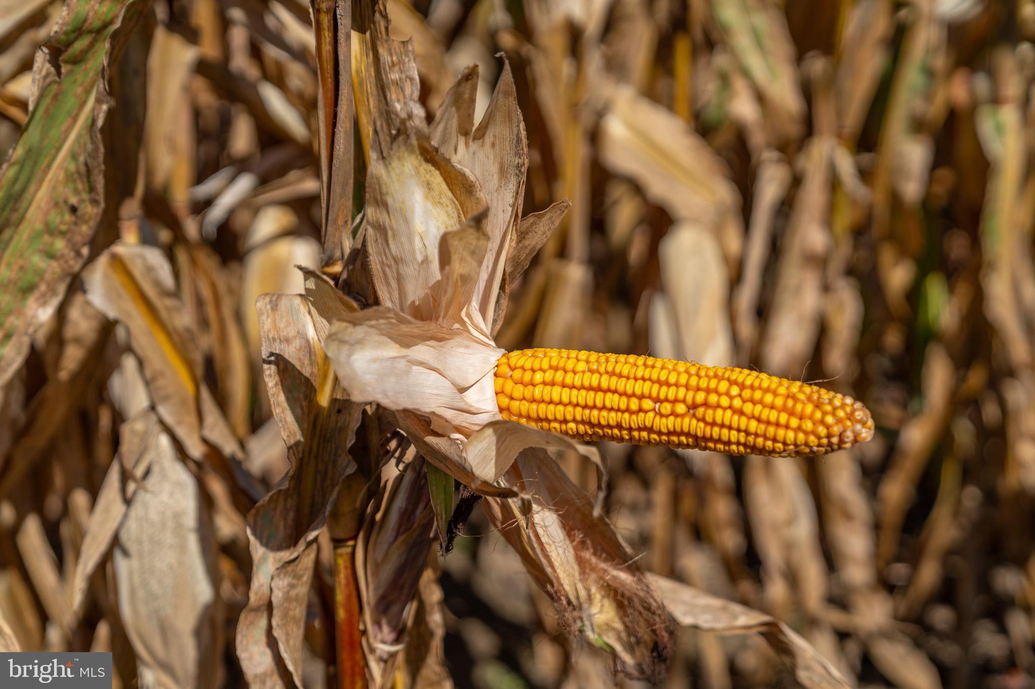 55 Margrow Road Tunkhannock, PA 18657 - Photo 49 of 86