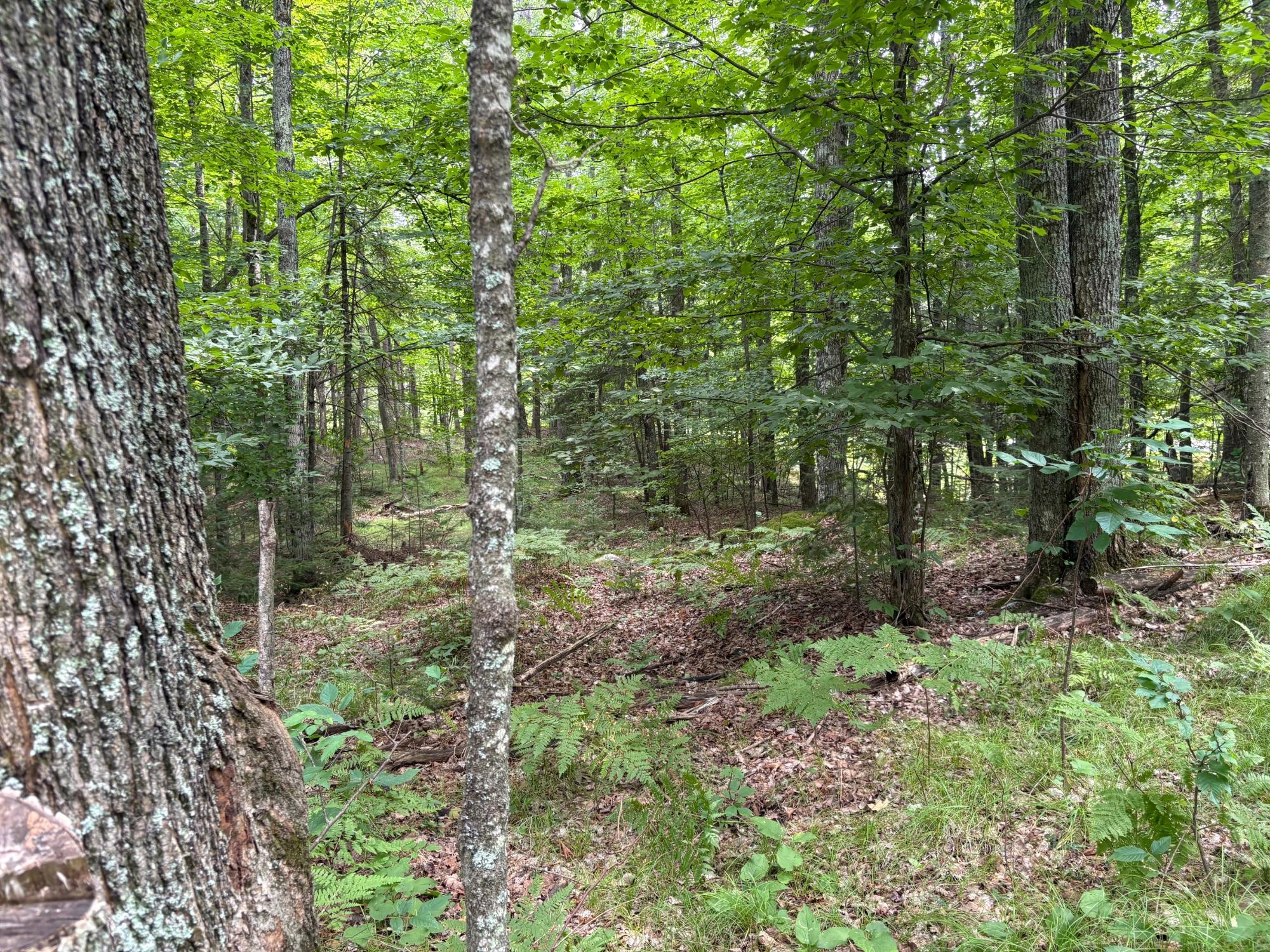 30-acres East Oneida Lane Rhinelander, WI 54501 - Photo 9 of 21 Gallery Image 9