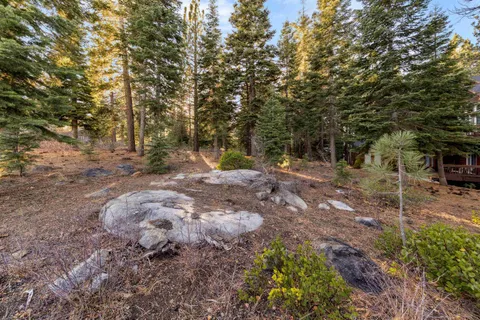 a view of a tree in the middle of a yard