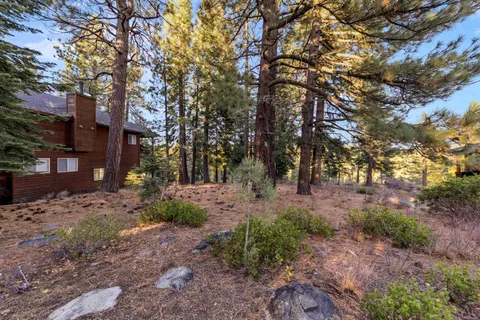 a view of a forest with trees