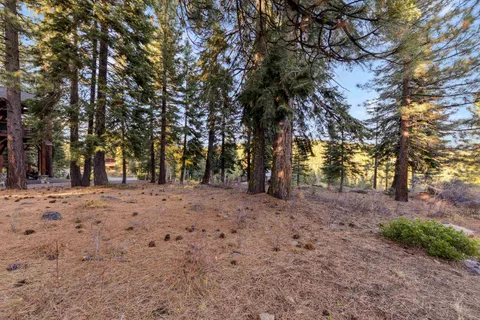 a view of a yard with trees