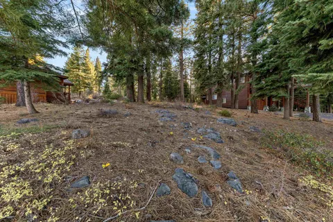 a view of a garden with tall trees