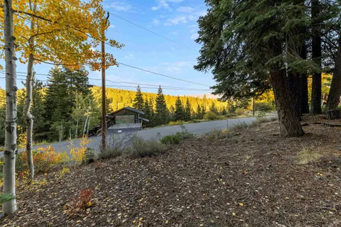 a view of a yard with plants and trees