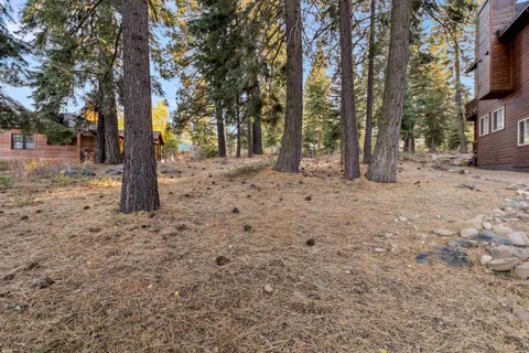 a view of a forest filled with trees